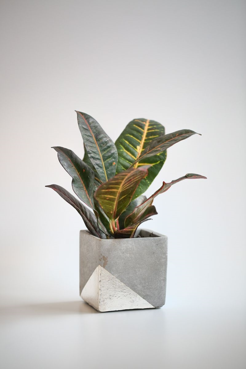 Concrete planter with silver leaf